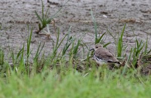 white tailed lapwing