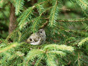 Juvenile goldcrest