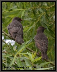 Juvenile European Starlings