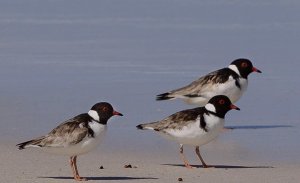 Hooded Plover