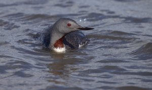 Red throated diver.