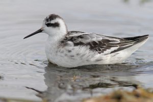 Red-necked Phalarope