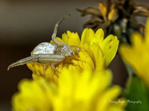 Crab Spider and baby