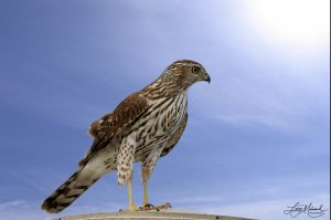 Cooper's Hawk