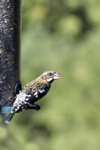 Rose breasted Grosbeak