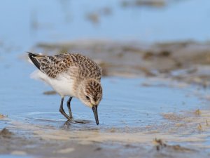 Semipalmated Sandpiper