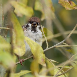 Juvenile tree sparrow
