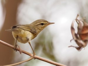 Willow warbler