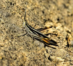 Two Striped Merimira (Mermiria bivittata).jpg