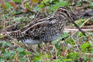 Common Snipe - Gallinago gallinago