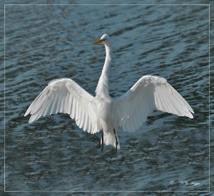 An Egret Greeting