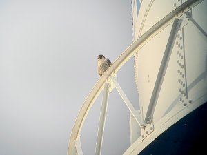 Peregrine on water tower
