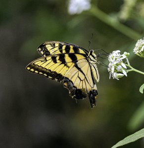 Eastern Tiger Swallowtail.jpg