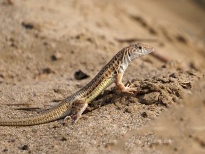 Snake-tailed Fringe-toed Lizard