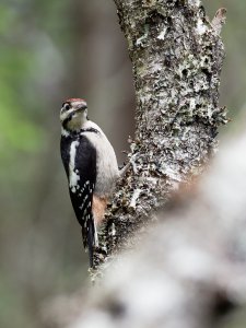 Juvenile great spotted woodpecker
