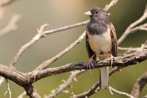 dark-eyed junco