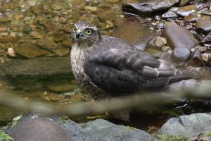 Bathing sparrowhawk