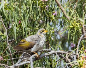 Yellow-throated Miner