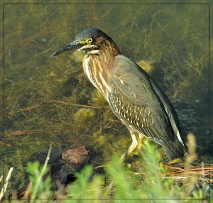 Green Heron