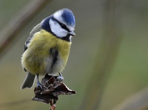 Blue Tit