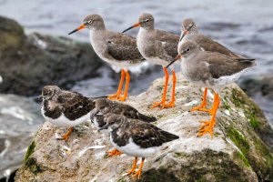 Redshank and Turnstone.jpg