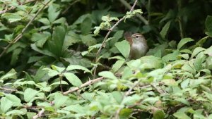 cetti's warbler