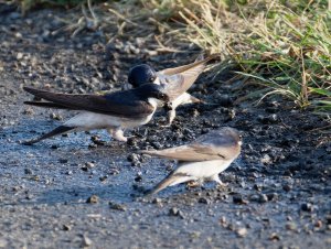 House martins collecting nesting materials