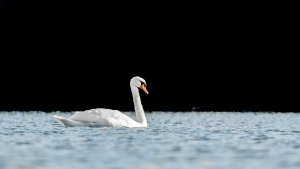 Mute swan