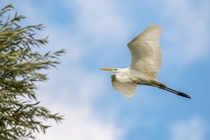 Great egret