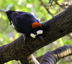 Acorn Woodpecker.jpg