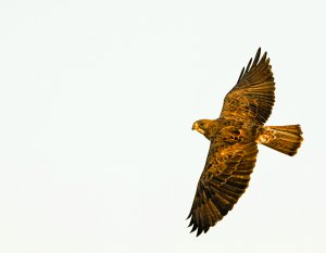 Swainson's Hawk.jpg