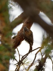 Treecreeper