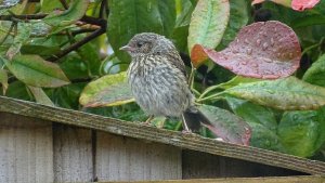 Dunnock