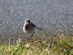 Juvenile white wagtail