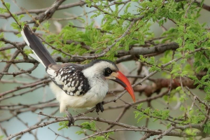 Northern Red Billed Hornbill.