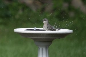 Mockingbird taking a bath