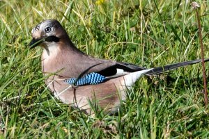 Eurasian Jay - Garrulus glandarius)