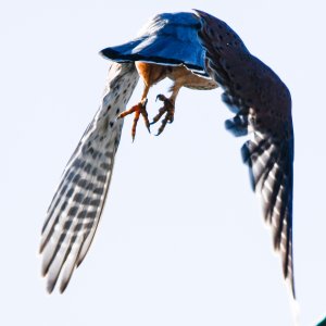 Kestrel - Falco tinnunculus