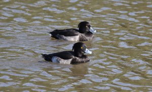 Tufted Duck x 2