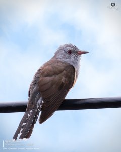 Plaintive Cuckoo