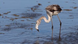 greater flamingo