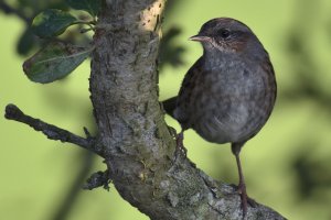 Dunnock