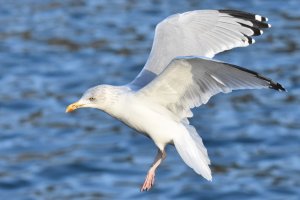 Landing Gull