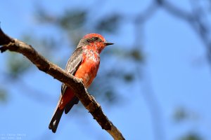 Scarlet Flycatcher (immature male)