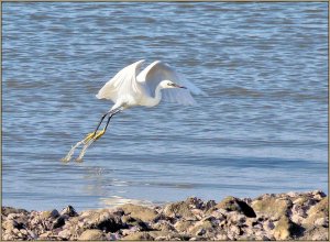 Little Egret