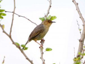 Red Faced Cisticola