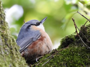 Nuthatch