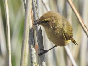 Reed Warbler