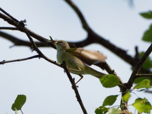 Willow warbler with prey