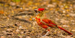 Teenagers and their attire! Northern Cardinal (juvenile male).jpg